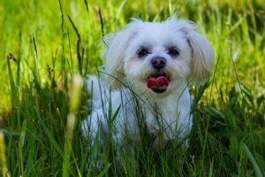 dog-6487648_640