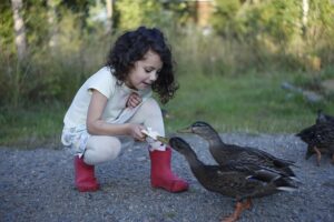 duck-4453930_640