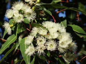 eucalyptus-flower-777903_640