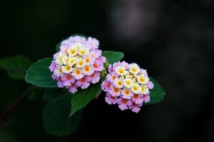 flower-8036709_640
