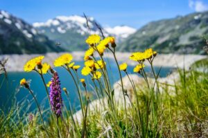 flowers-1190773_640