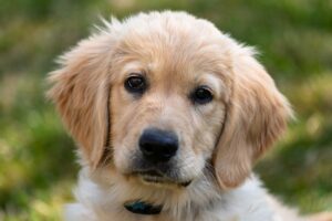 golden-retriever-4135265_640