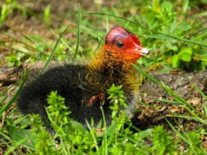 guinea-fowl-7176399_640