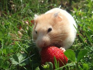hamster-727293_640