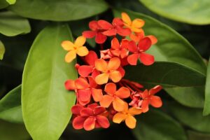 indian-jasmine-885415_640