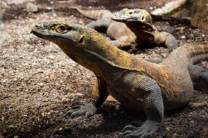 komodo-dragon-7307297_640