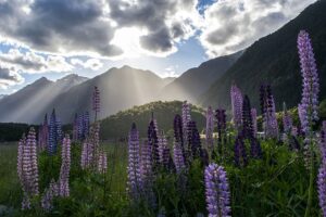 lupine-4213846_640