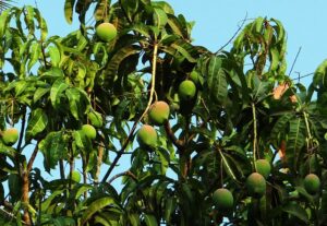mango-tree-321075_640