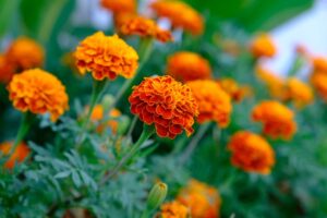 marigold-8227121_640