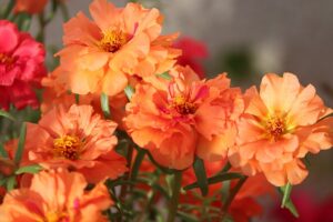 moss-rose-purslane-5587927_640