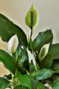 peace-lilies-4269365_640