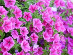 petunia-177388_640