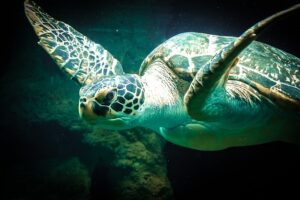 sea-turtle-427942_640