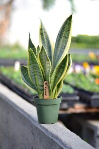 snake-plant-4985304_640