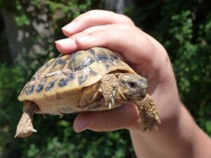 turtle-2416657_640