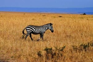 zebra-1761289_640