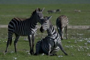 zebras-5837321_640
