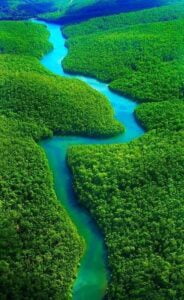 Amazon-Rainforest-Brazil