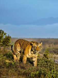 Corbett-National-Park