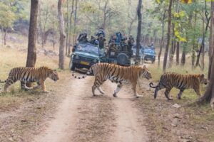 Pench National Park & Tiger Reserve Madhya Pradesh