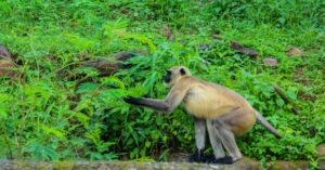 Van-Vihar-National-Park-Small