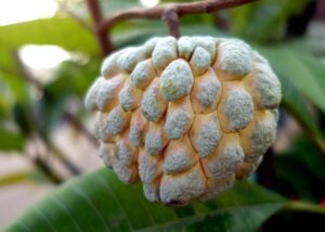 Delightful Indian Custard Apple: A Tropical Treasure