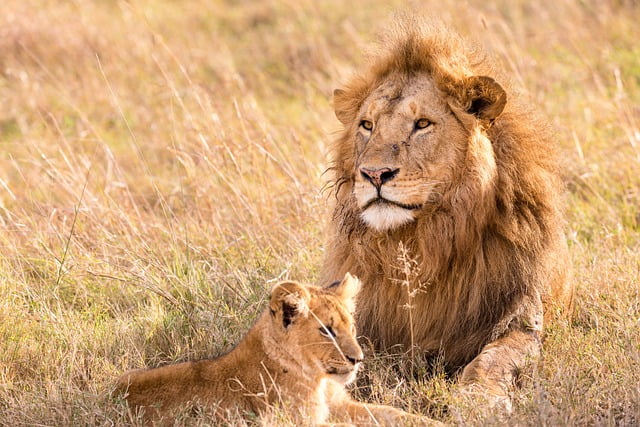 Top 10 National Parks in the World for Big Cat Wildlife