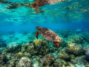 Top 10 Best Places in the World to See Underwater Life