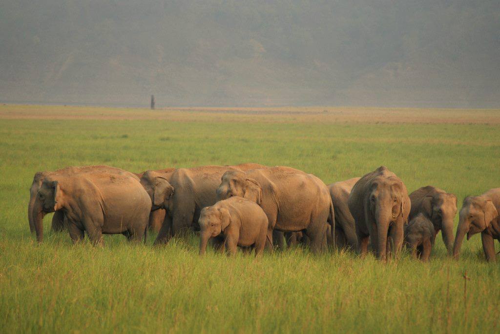 10 Best Must-Visit Wildlife Sanctuaries in India