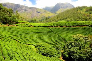 Top 10 Beautiful Tea Gardens of India