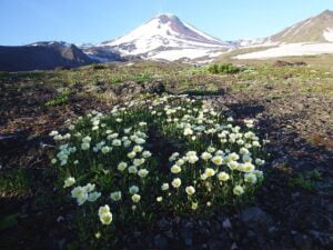 the-volcano-avachinsky-2473248_640