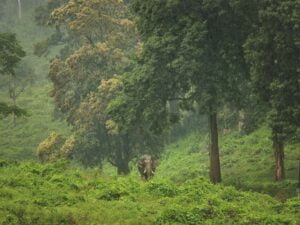 Annamalai-Tiger-Reserve-Tamil-Nadu-Small