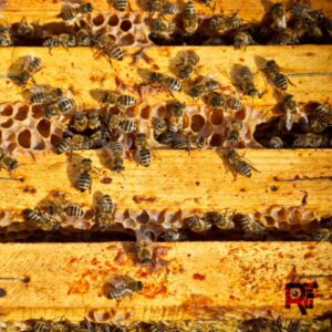 Bees-Are-Saving-the-World-Small
