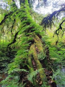 Doi-Inthanon-National-Park-Small