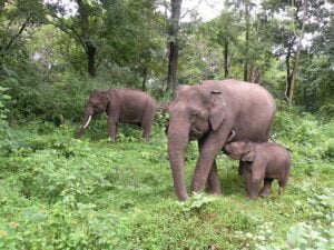 Mudumalai-National-Park-Tamil-Nadu-Small