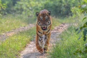 Nagarhole-National-Park-Karnataka-Small