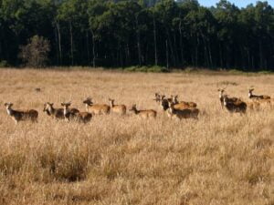 Rajaji-National-Park-Small