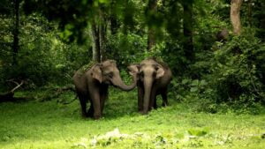 Sathyamangalam-Wildlife-Sanctuary-Tamil-Nadu-and-Karnataka