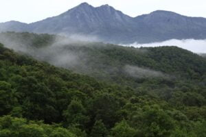 Silent-Valley-National-Park-Kerala-Small