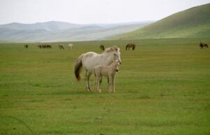 Steppes-Eurasia-and-Central-Asia