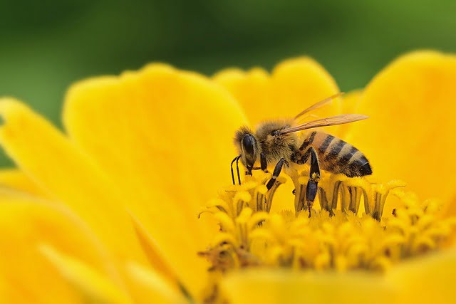 How Bees Are Saving the World, One Pollination at a Time