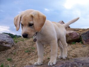 dog-954520_640