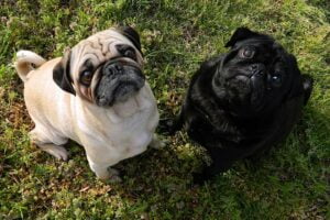 dogs-82799_640