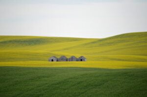 Exploring the Top 10 Grasslands in the World