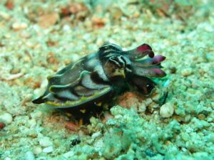 flamboyant-cuttlefish-1537987_640