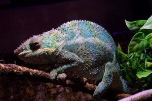 panther-chameleon-3377556_640