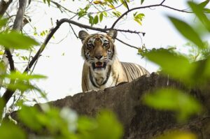 tiger-5185775_640