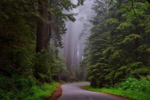 Top 10 Forests to Visit in the World