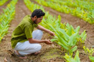 Young indian farmer sitting at green turmeric agriculture field.