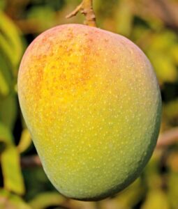 Alphonso-Mango